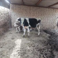 سه راس گوساله نر