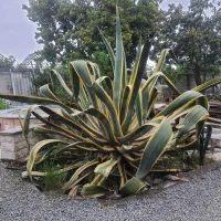 گل و گیاه زینتی باغچه ای