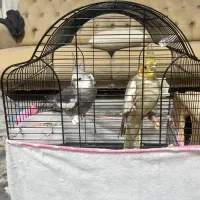 ۱جفت عروس هلندی