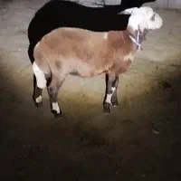 گوسفند طوقلی ماده