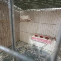 فنج نرگسی|پرنده|مهریز, |دیوار