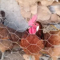 مرغ وخروس جوان|پرنده|اهواز, کوروش|دیوار