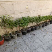 خرفه ای بنسای جدید گل گیاه درختچه