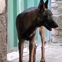 مالینویز نر 7ماهه