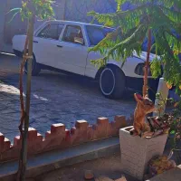 بنز ۲۳۰ مدل ۵۹ ایرانی