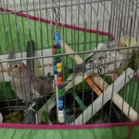 یک جفت جوجه عروس هلندی