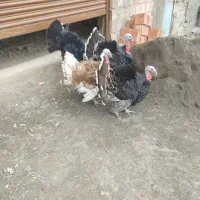 ۴عدد.بقلمو.نر.حدود۶.کیلو|حیوانات مزرعه|گرگان, |دیوار