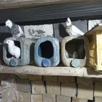 ۱۳ عدد کبوتر طوقی پاک