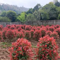 خدمات باغ بانی گل گیاه