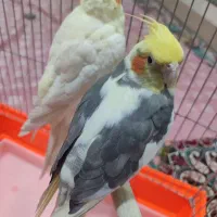 عروس هلندی