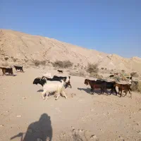 بز داشتی کهره دار|حیوانات مزرعه|خنج, |دیوار