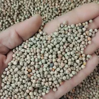 گاودانه کسن.کرسنه.کوروشنه