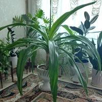 گل یوکا از نوع خارجی هستش قیمت ۴۰۰۰۰۰۰پرند
