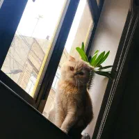 گربه اصیل اسکاتیش کاراملی