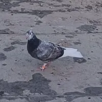 کبوتر