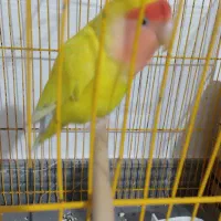 طوطی برزیلی ماده با لونه چوبی