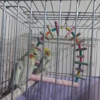 فروش عروس هلندی جفت نر و ماده مولد