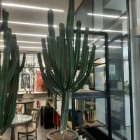 سانسوریا|گل و گیاه طبیعی|ری, اقدسیه|دیوار