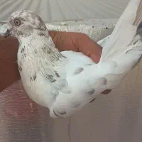 کبوتر