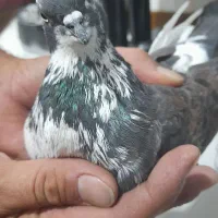 کبوتر فروشی