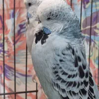 مرغ عشق انگلیسی گریدA