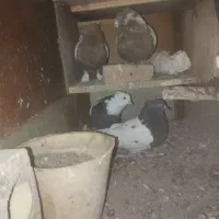 گمشده در محدود رئیسی|حیوانات|مشهد, عامل|دیوار