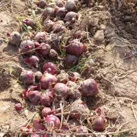 پیاز|خوردنی و آشامیدنی|مشهد, پایین خیابان|دیوار