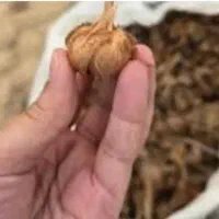 بذر زعفران