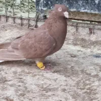 10عدد کبوتر نر پرشی|پرنده|اسفراین, |دیوار