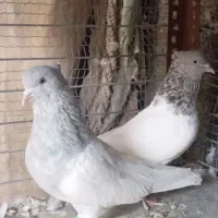 تعدادی کله ی و یک جفت زاغ