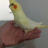 جوجه عروس سرلاکی