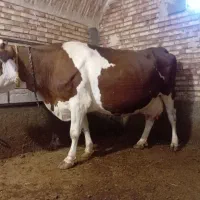 گاو سیمنتال|حیوانات مزرعه|تسوج, |دیوار