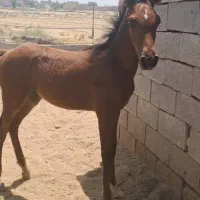 کره نریون اسب.عرب خالص خوزستان|اسب و تجهیزات اسبسواری|شوشتر, |دیوار