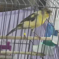 قناری نر ابلغ درشت و کشیده|پرنده|قزوین, |دیوار