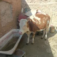 گوساله ماده|حیوانات مزرعه|مریوان, |دیوار