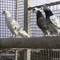 تعدادی تهرانی زیبا
