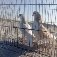 سلام یک جفت نروماده سالم