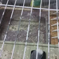 مرغ عشق مولد|پرنده|پاکدشت, شهرک امام رضا|دیوار