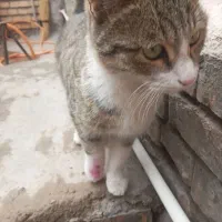 واگذار گربه فقط فقط امروز|گربه|ایواوغلی, |دیوار