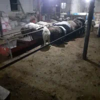 فروش بره نر و ماده|حیوانات مزرعه|اصفهان, تیران|دیوار