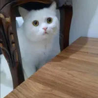 واگذاری گربه نژاد بریتیش