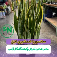 سانسوریا شمشیری ابلغ در گلکده گل‌نرگس شارژ شد