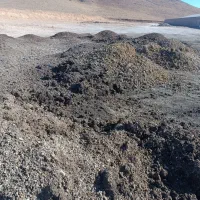 کودمرغ قفسی