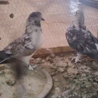 نروماده|پرنده|قم, کاسه گران|دیوار