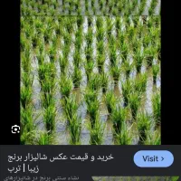 نشا برنج