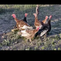 بوقلمون ماده بروبون محلی