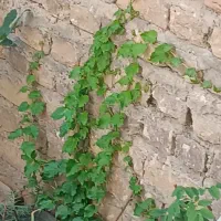 مو چسب(رونده)