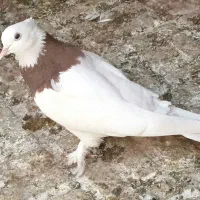 کبوتر   کفتر