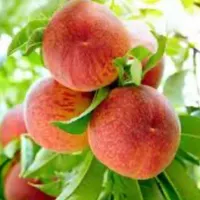فروش زمین سهیلیه سنقر اباد کردان|فروش زمین و ملک کلنگی|کرج, کمال‌شهر|دیوار