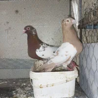 یک جفت‌ سبز زمانتی ودوجفت میلمنز درجه یک